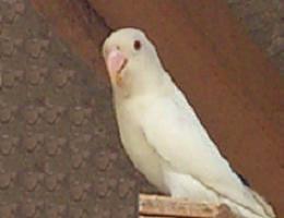 Personata albino